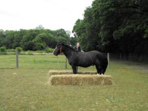 horse_cob_natural horsemanship_hay_obstacle_squeeze_game_playing_online_groundwork_events_play day_posing
