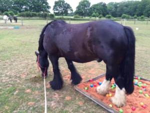 horse_cob_natural horsemanship_summer_events_play day_parelli_ball pit_sand pit_playing_training_online